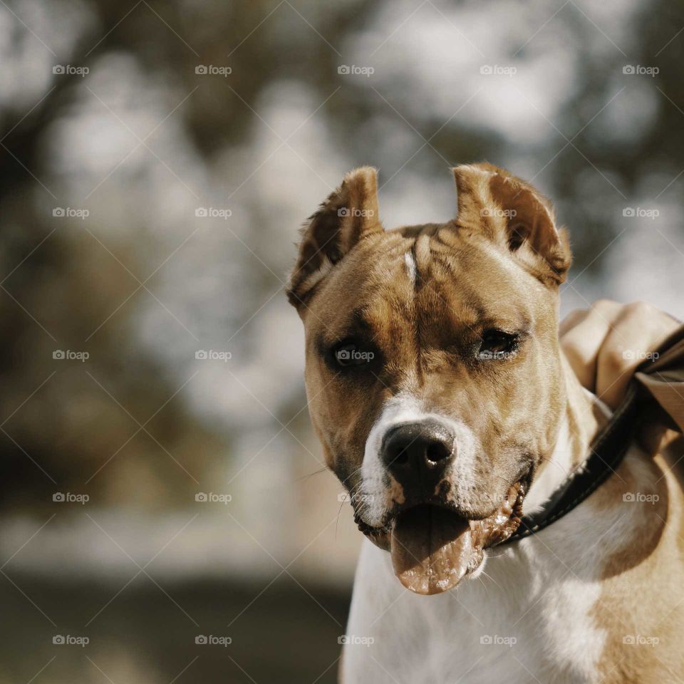 dog portrait close up