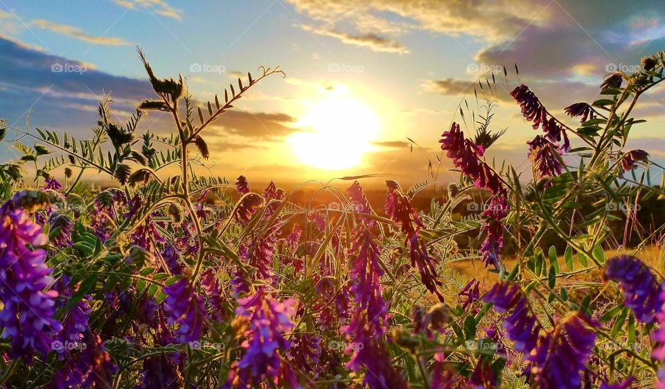 springtime flowers at golden hour