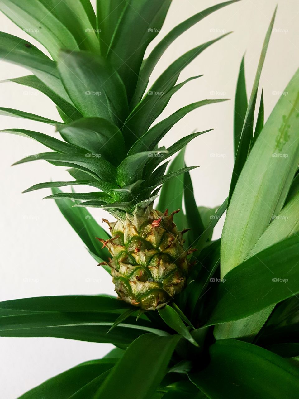Little pineapple plant