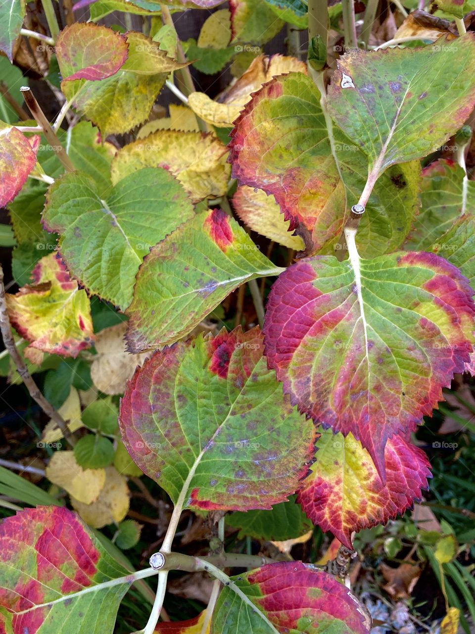 Fall hydrangea leaves 