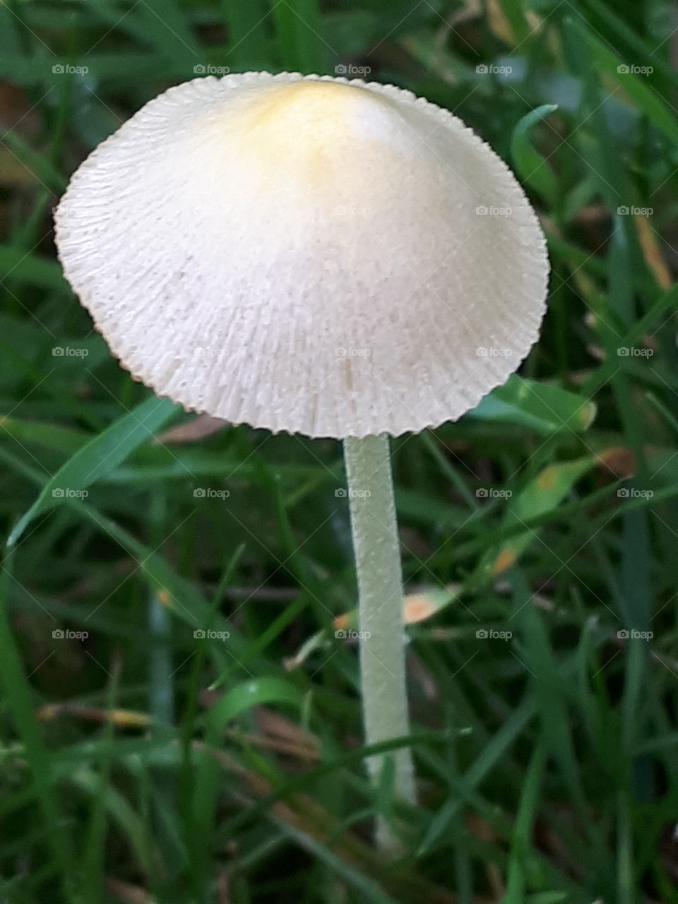 Wild Mushroom