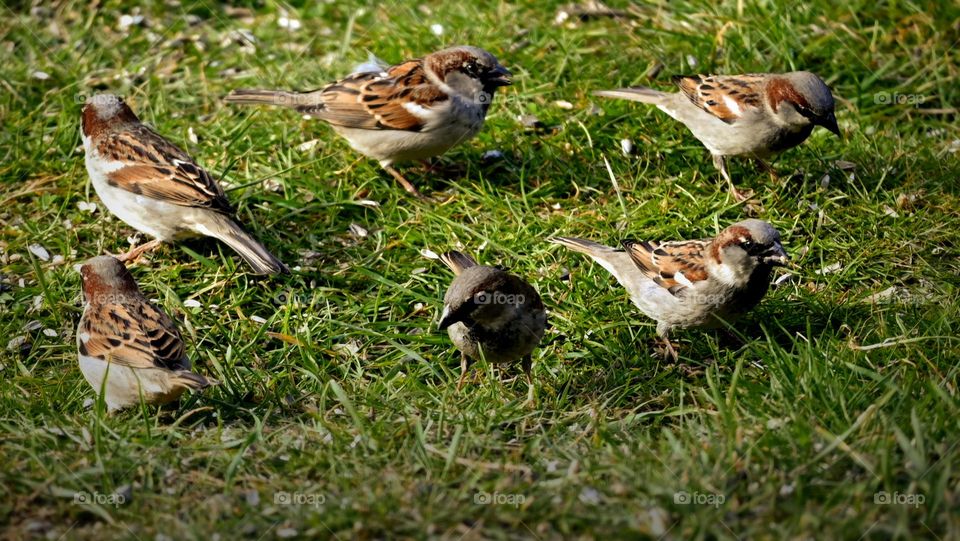 the sparrow lives sociable