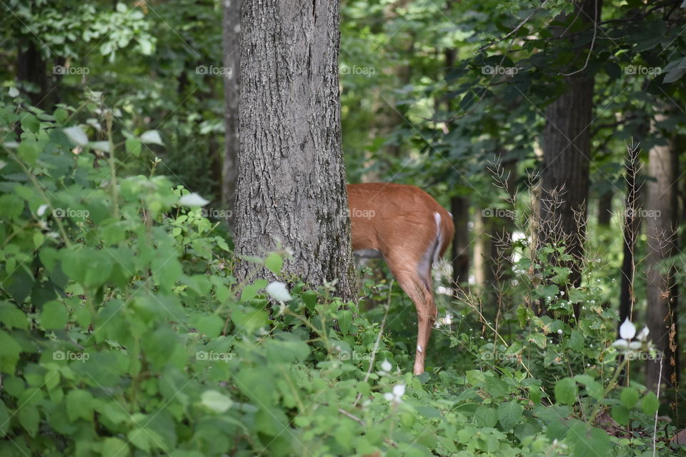 Half a Deer is better than none