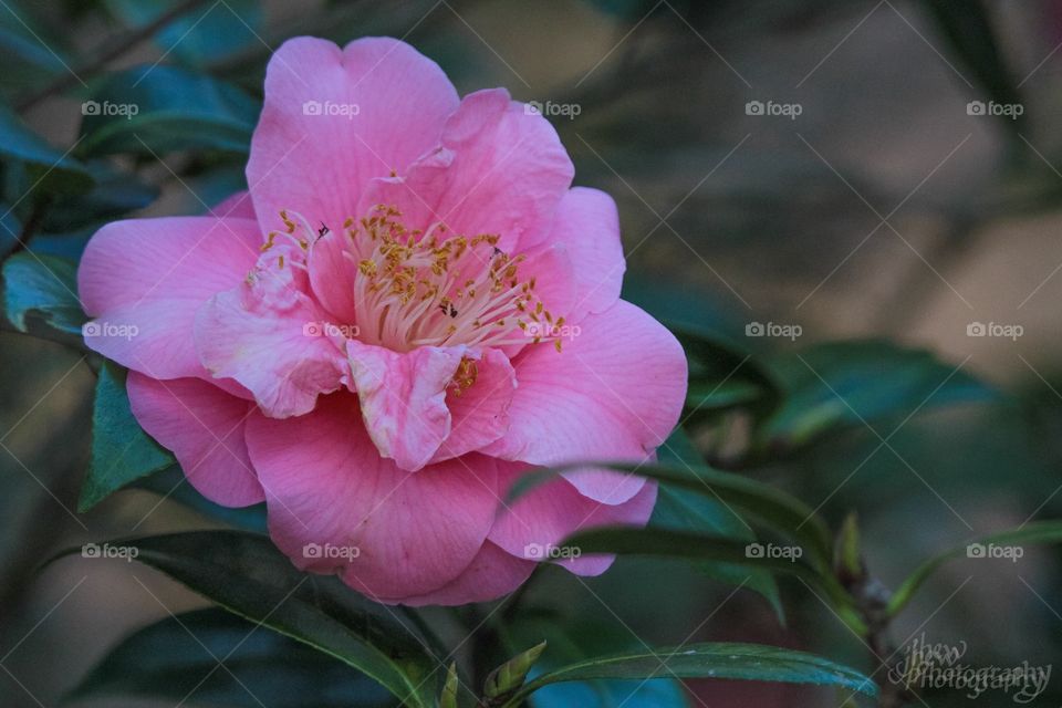 Camellia