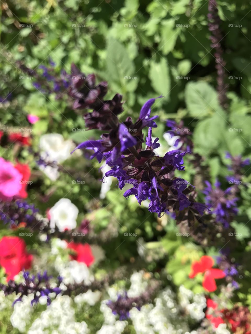 Close-up of grandma's garden!
