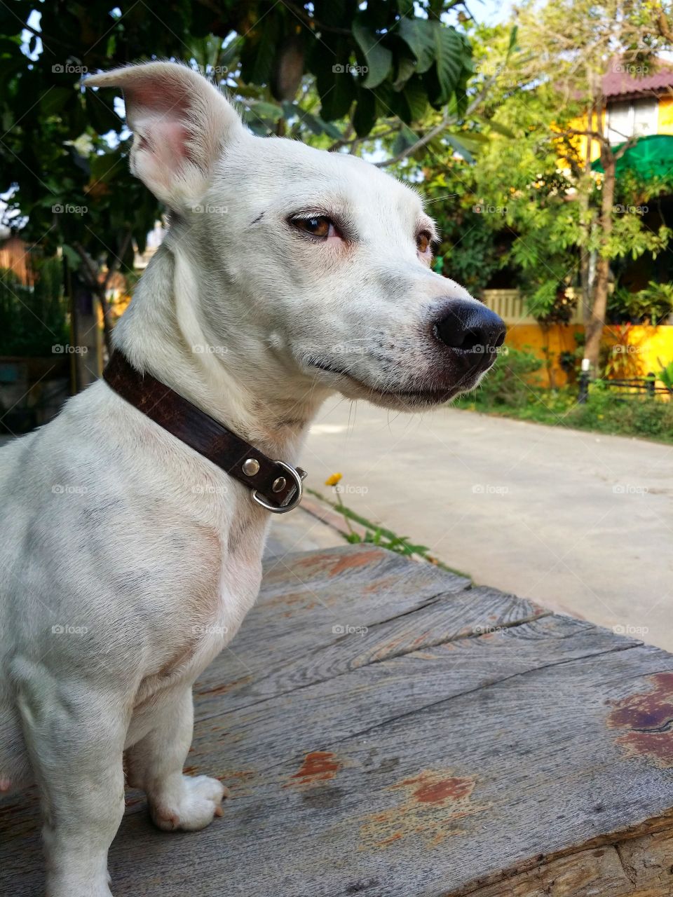 The white dog is looking.