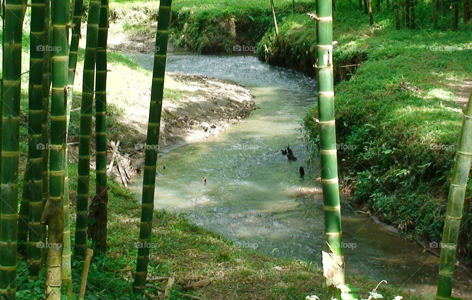 Peaceful creek 