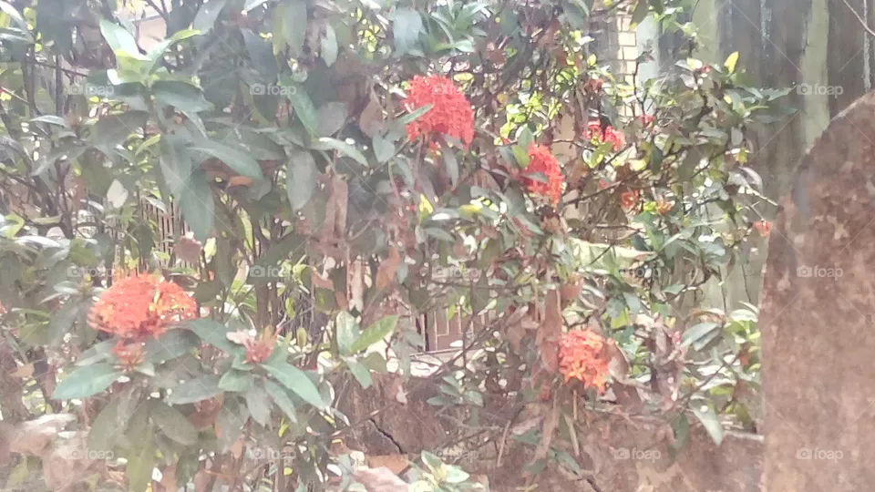 nature
