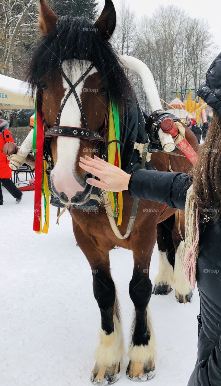 Horse, holiday, carnival in Russia