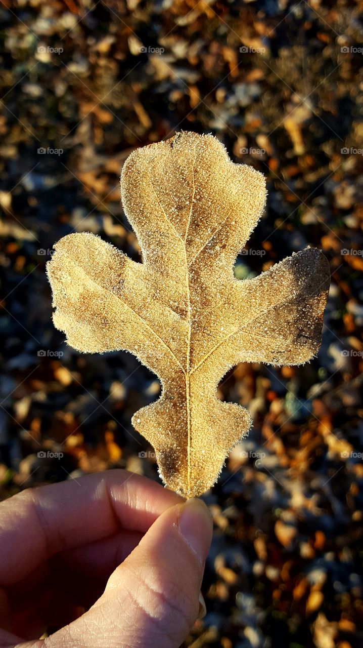 My favorite part of Winter is taking pictures of frost, ice, and snow.