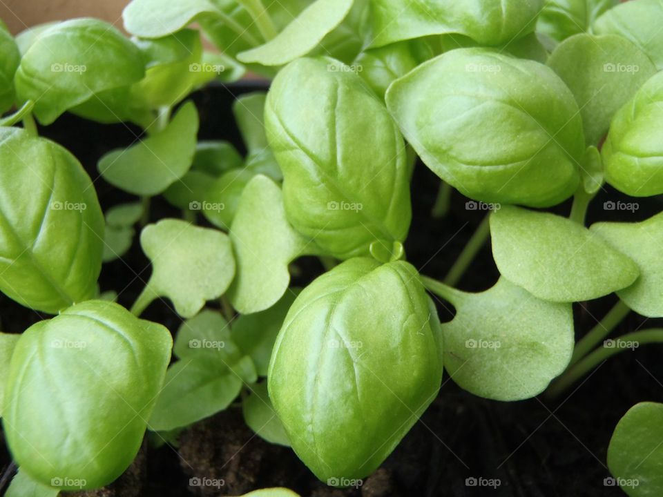 Basil from seeds