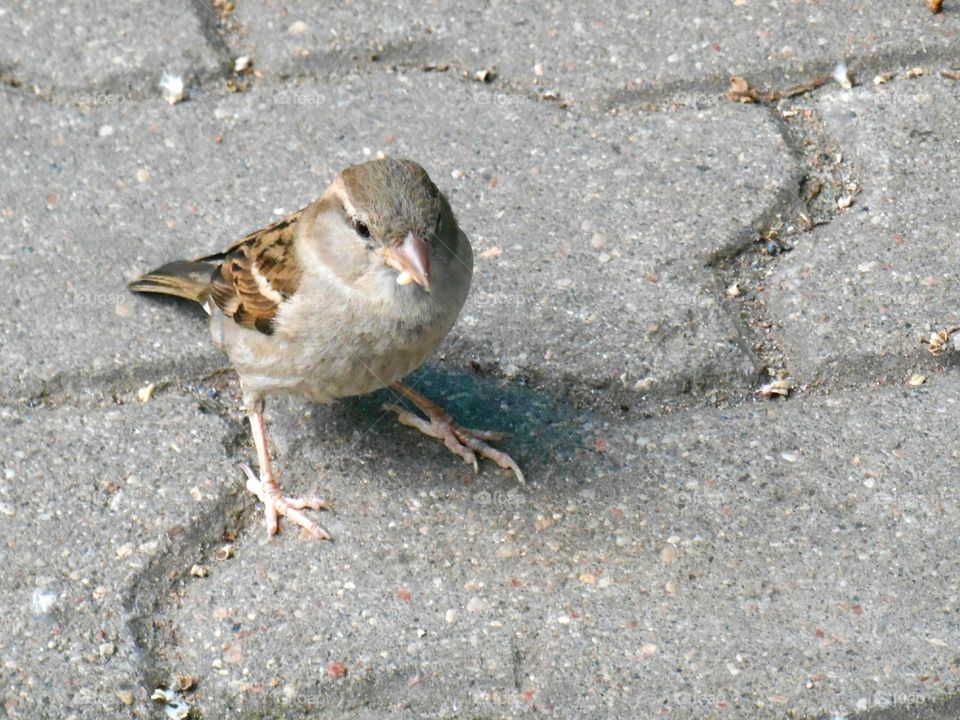 Bird, Wildlife, Nature, Animal, Little