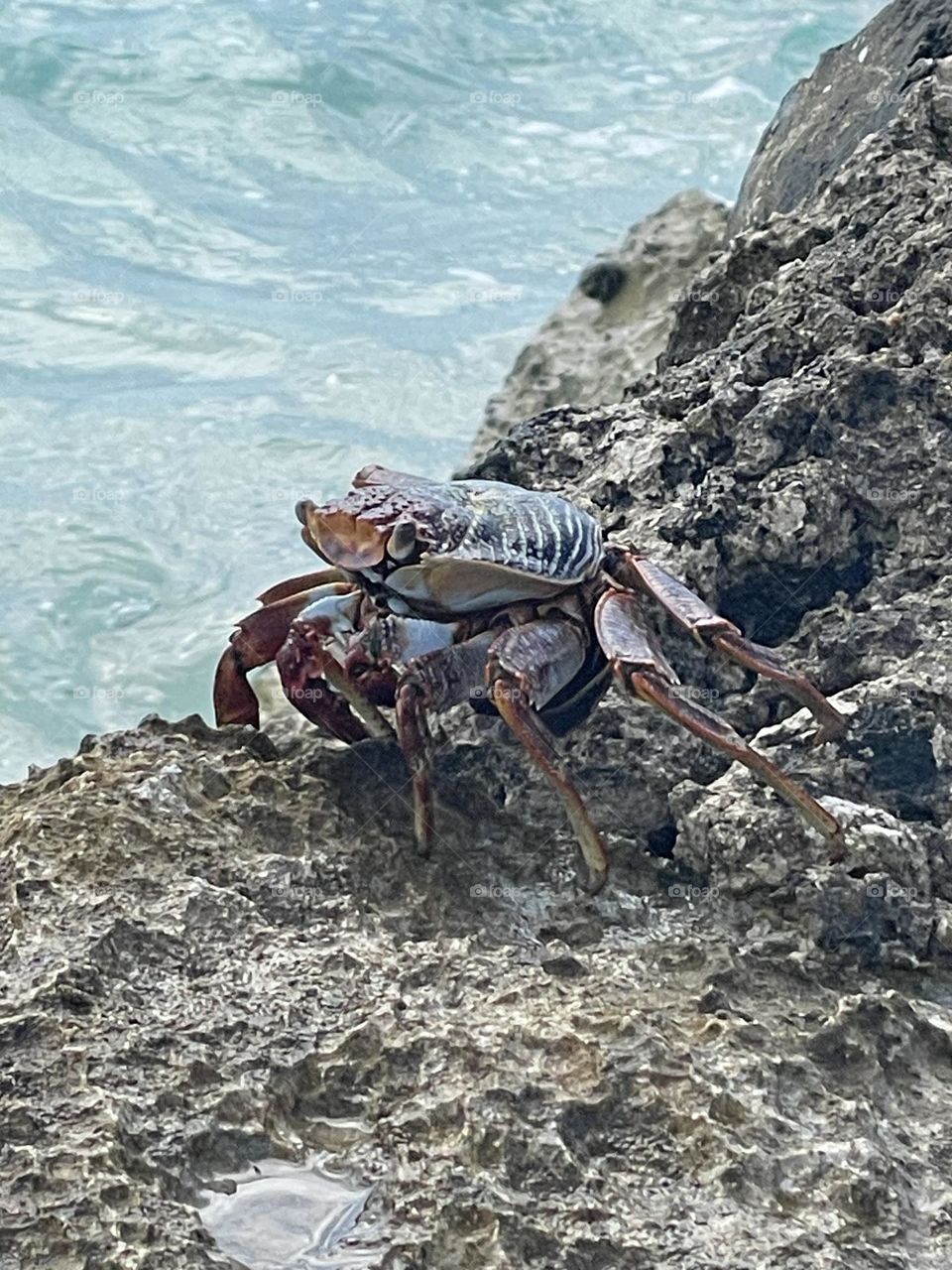 Mr. Crab
