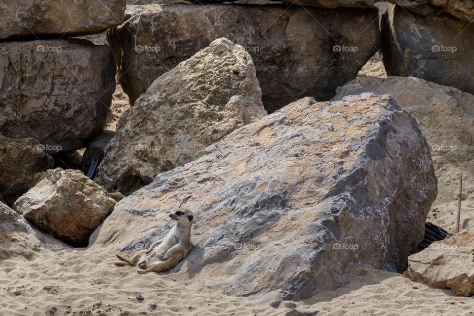 Meerkat resting against a rock