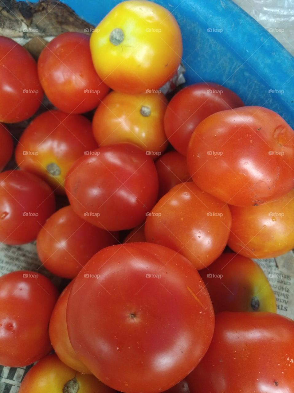 tomato Red slightly yellowish round in shape vegitable mostly use for salad and soup very nutritious vegetables