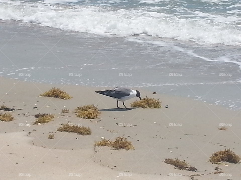 birds and beach