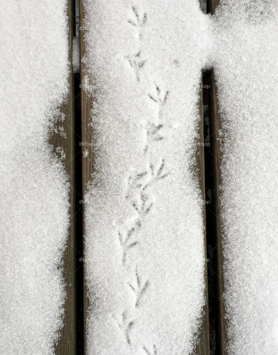 Bird tracks on snowy porch