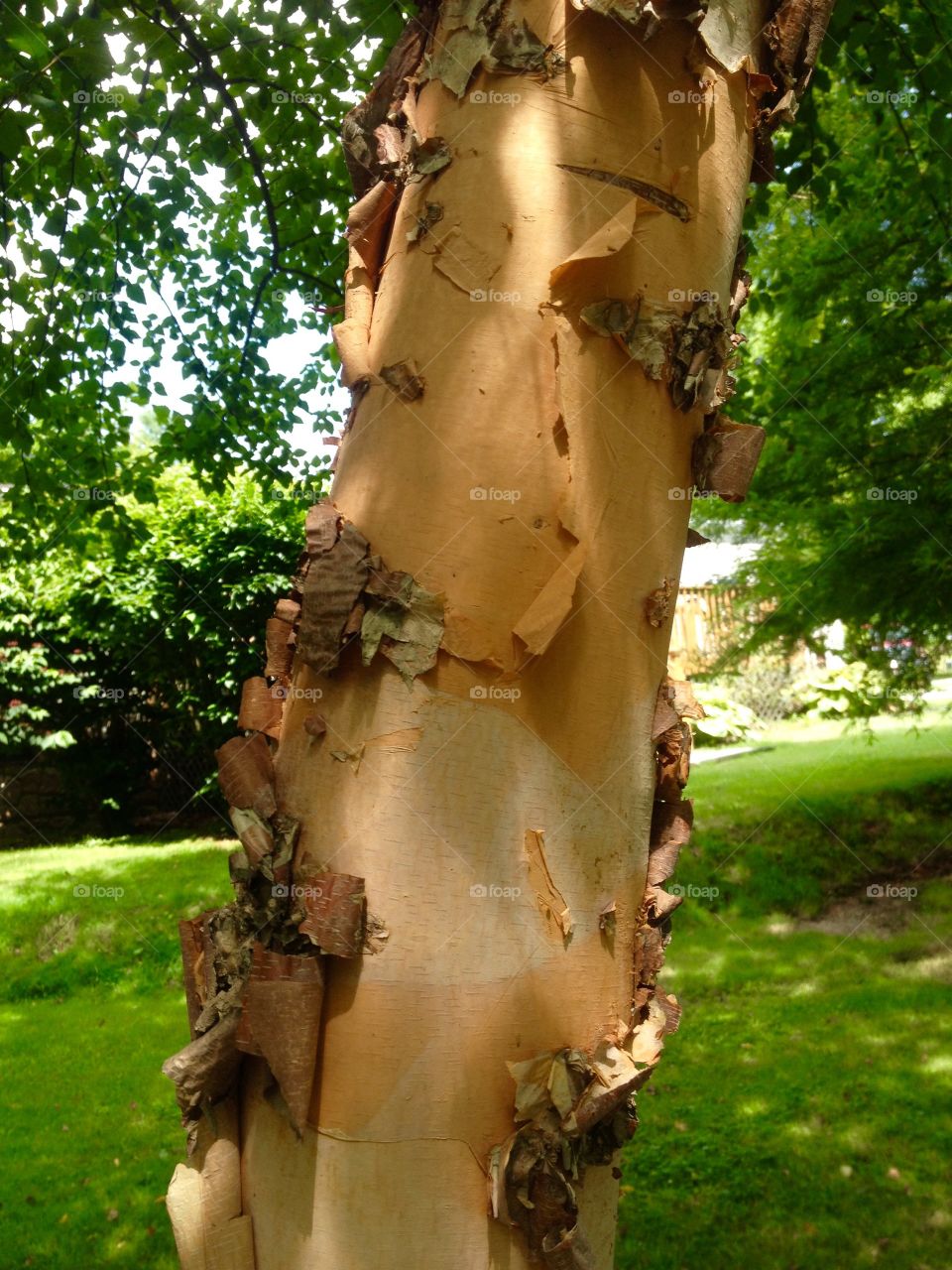 The Colors of Birch Bark