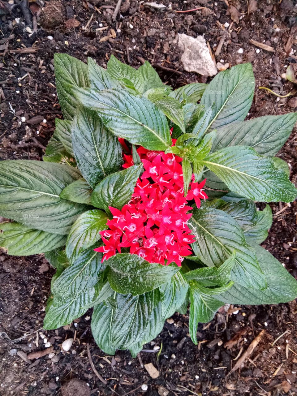 Egyptian starcluster is a tender tropical plant that blooms all summer. Its clusters of small, star-shaped flowers in vivid shades of red, pink, white, and purple.