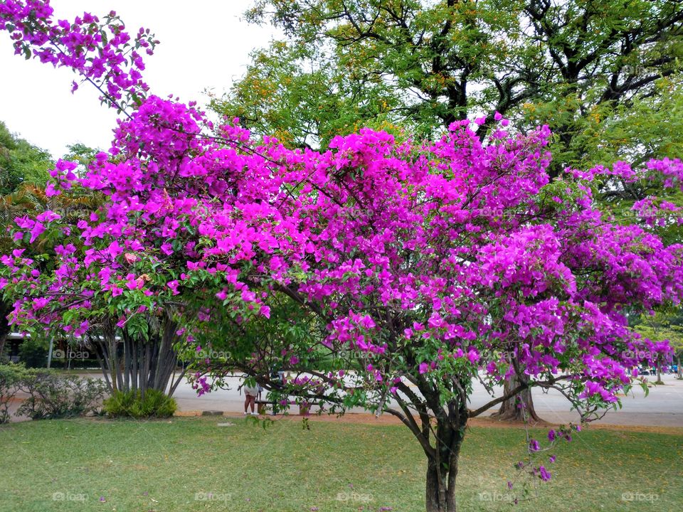 Pink flower tree in park
