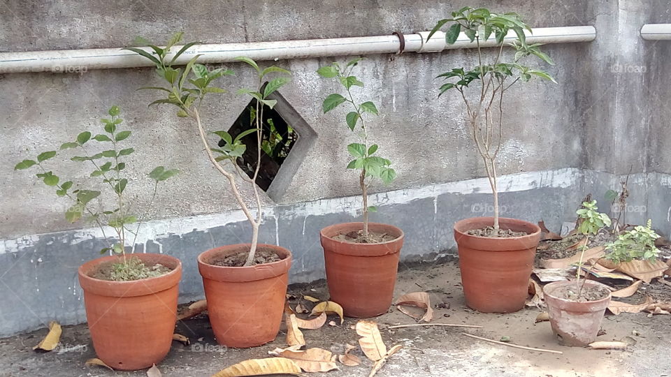 roof garden.