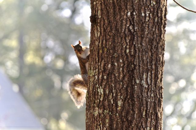 Squirrel climbing tree