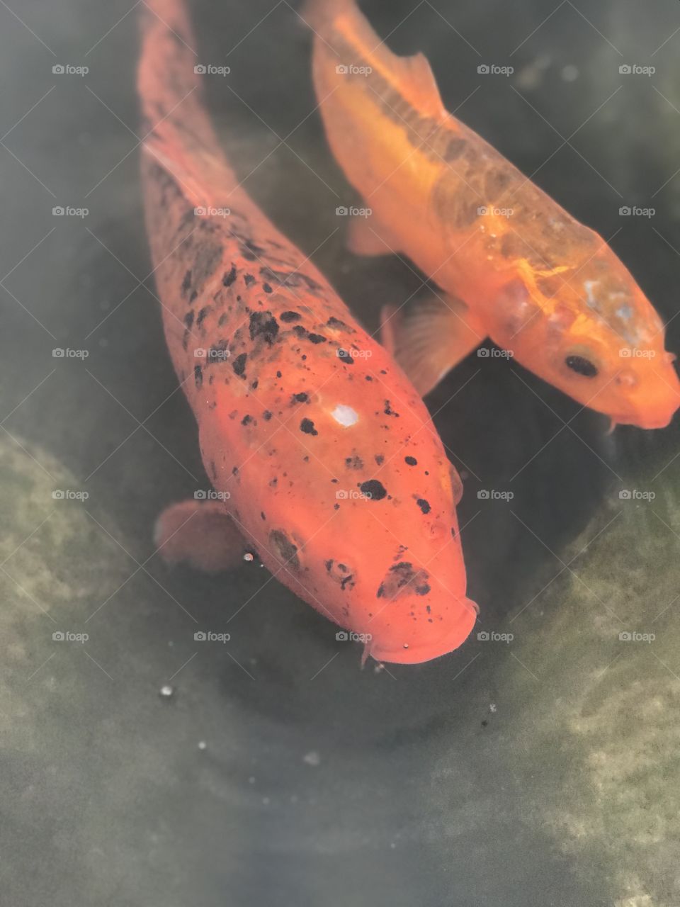 Golden orange fish couple 