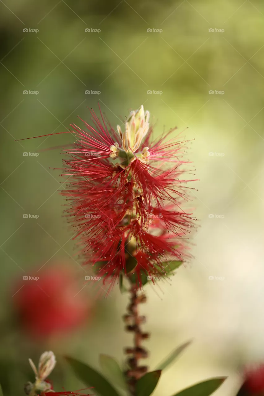 Macro 