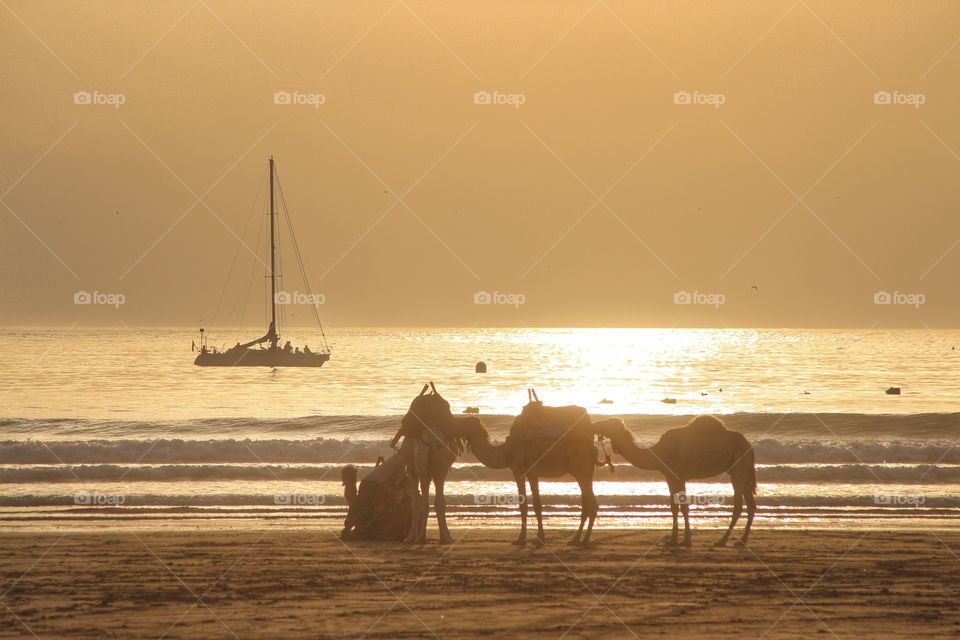 Camels on the beach watching the sunset in Essaouira, Morocco
