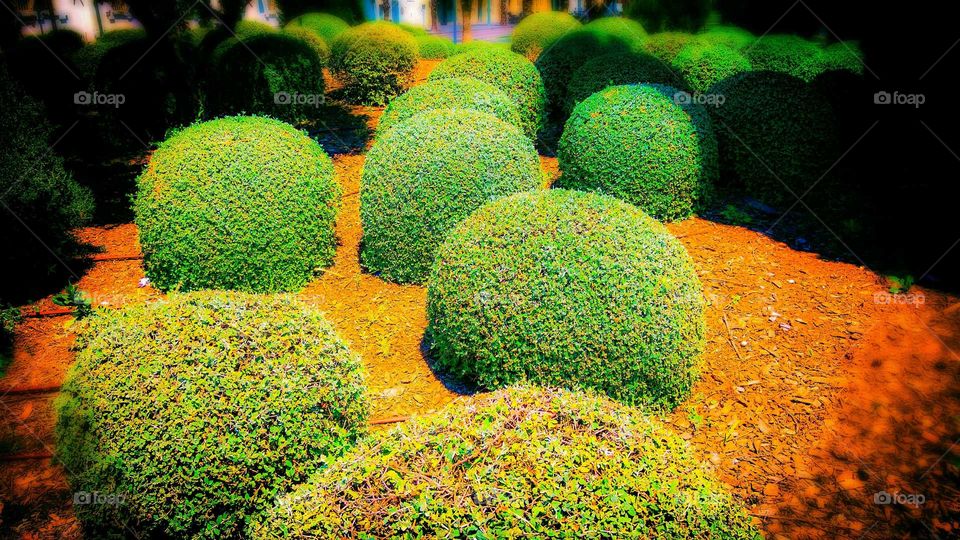 The beautiful round hedges