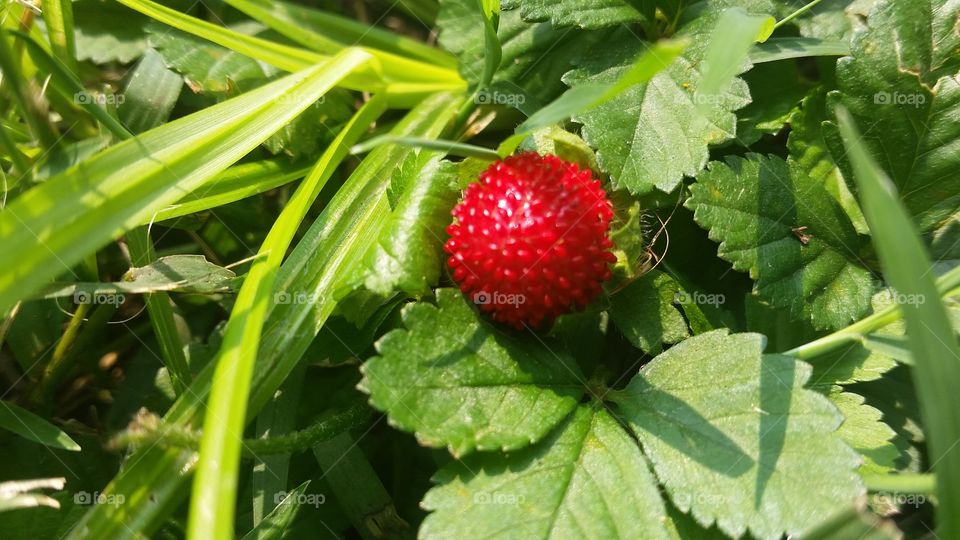 Wild Strawberry. found in my yard