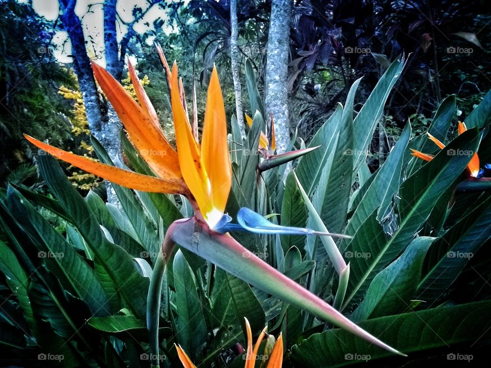 Bird of Paradise flower