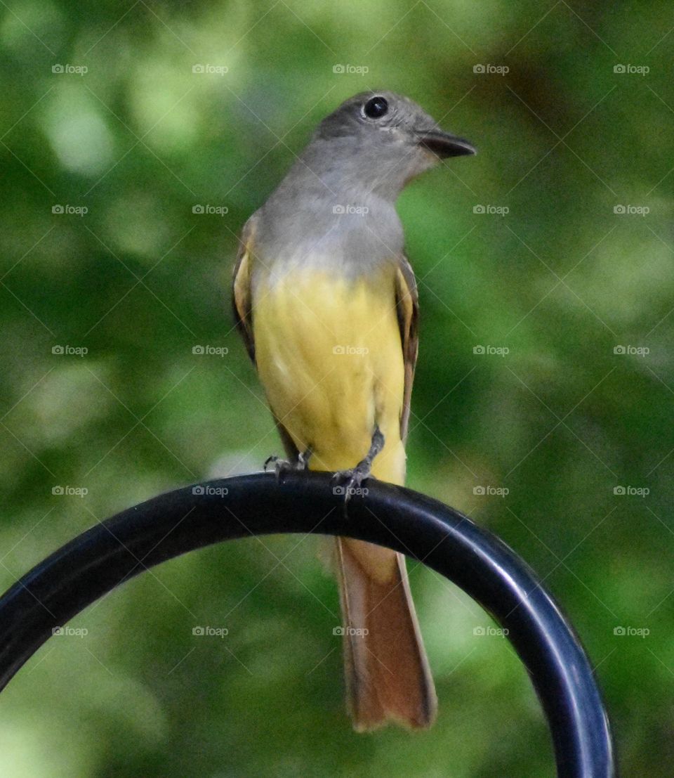 Another Great Crested Flyycatcher...