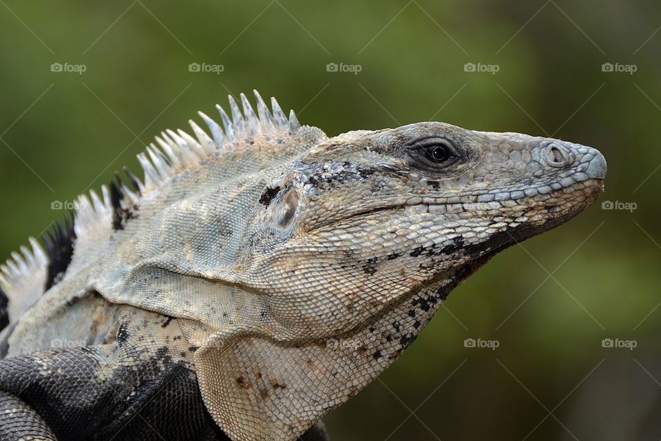 Iguana