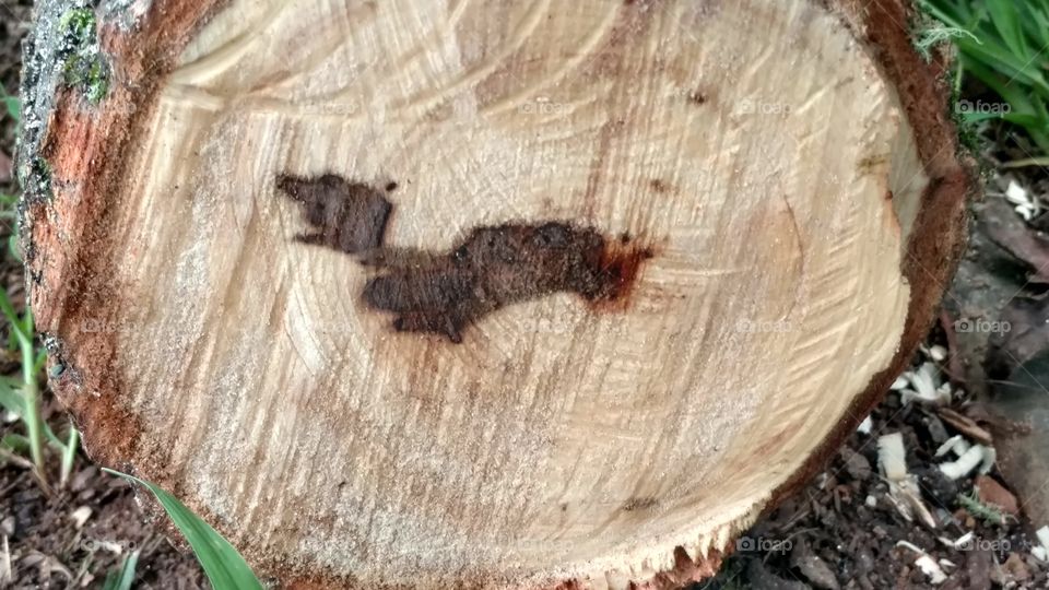 Nature, Wood, Bark, Tree, Log
