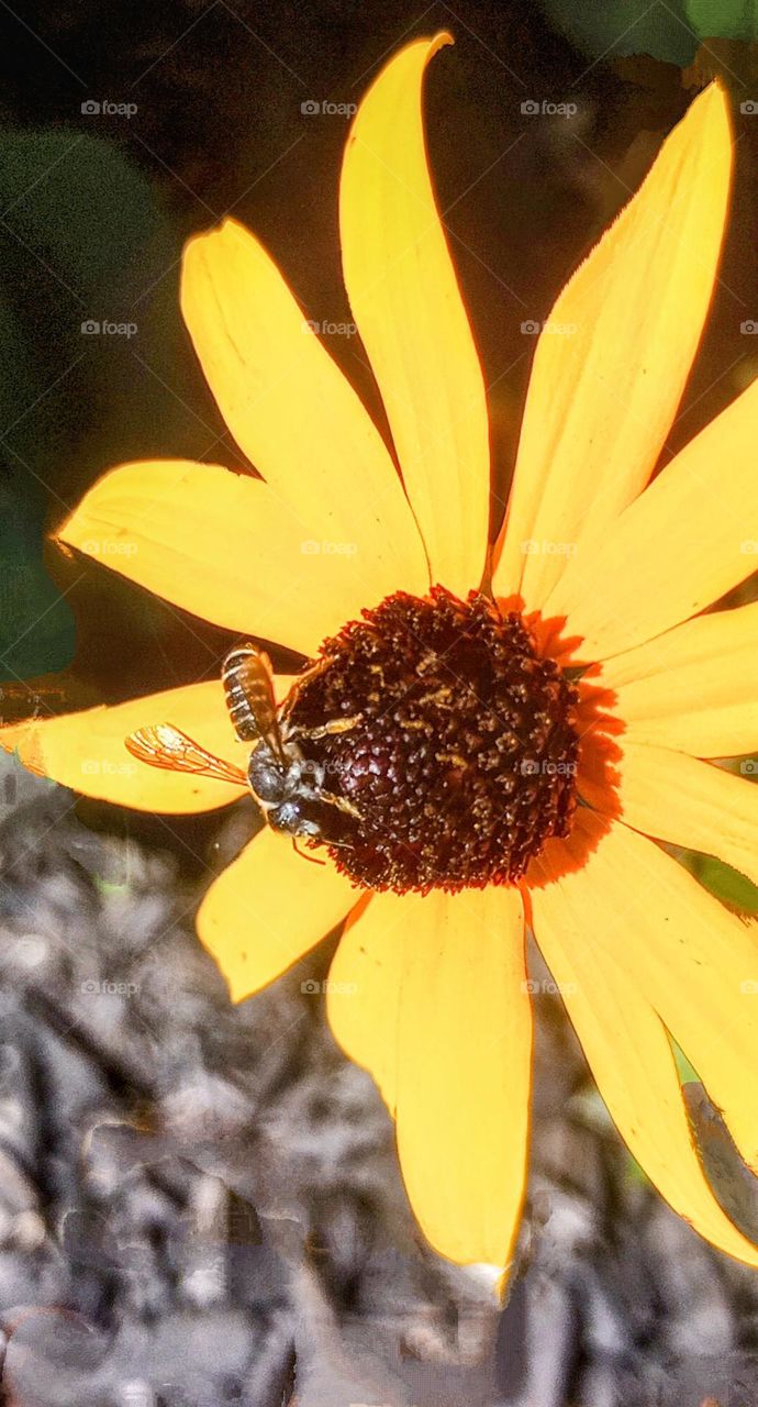 Bee on a Sunflower