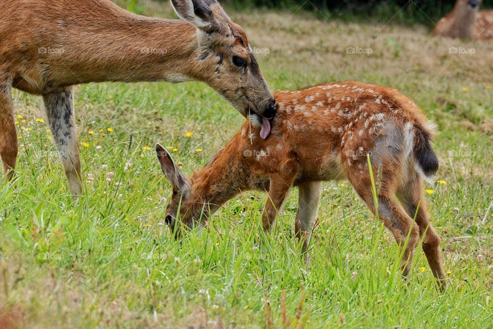 Bath time between a doe and her fawn