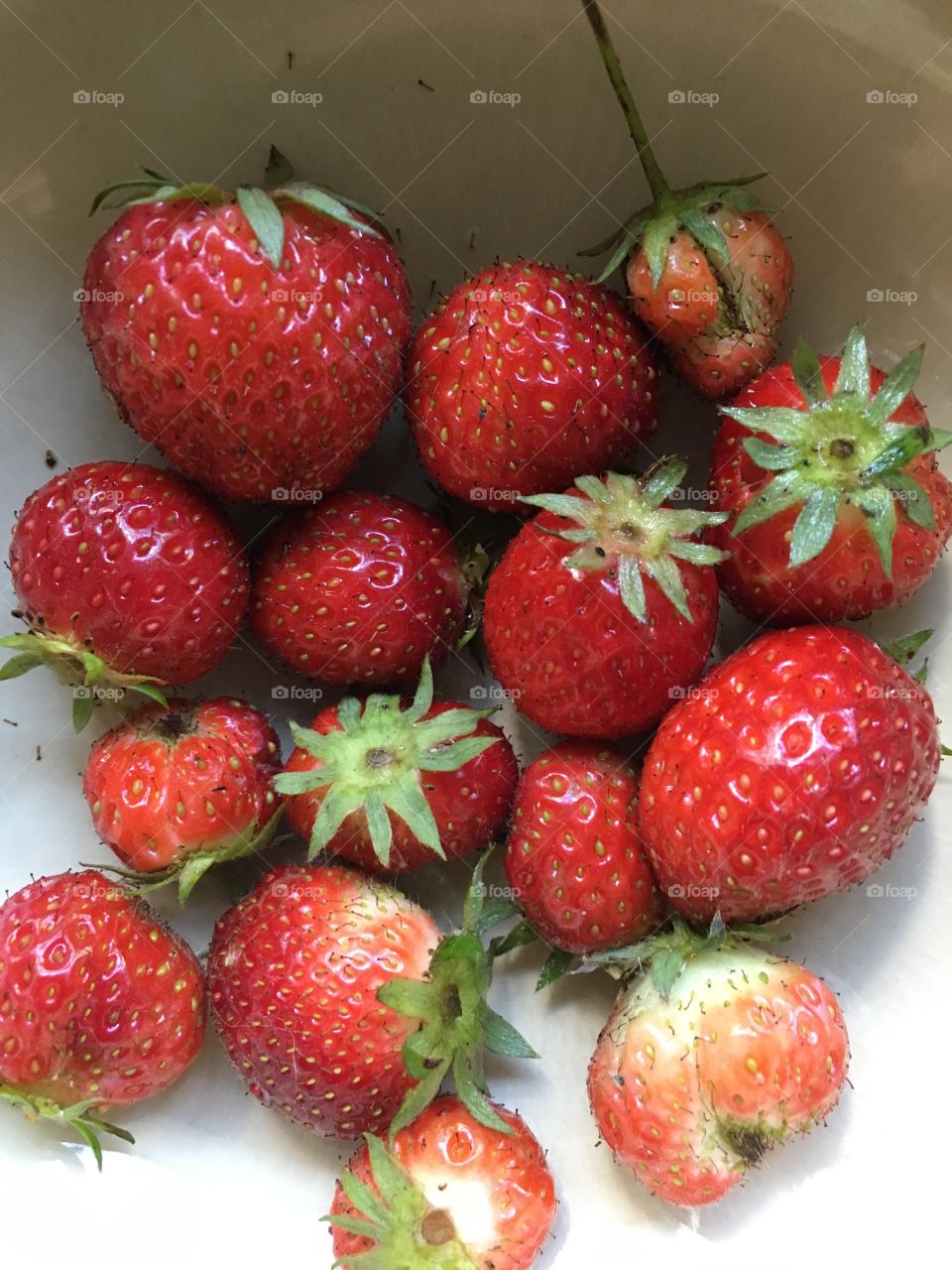 Freshly picked homegrown strawberries 
