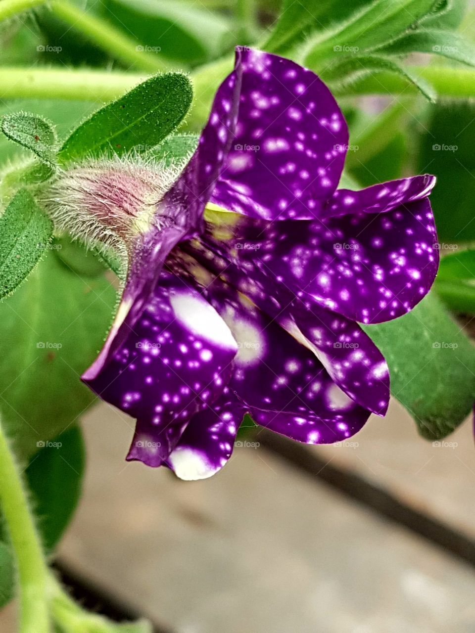 Blooming beauty, Violet Flower