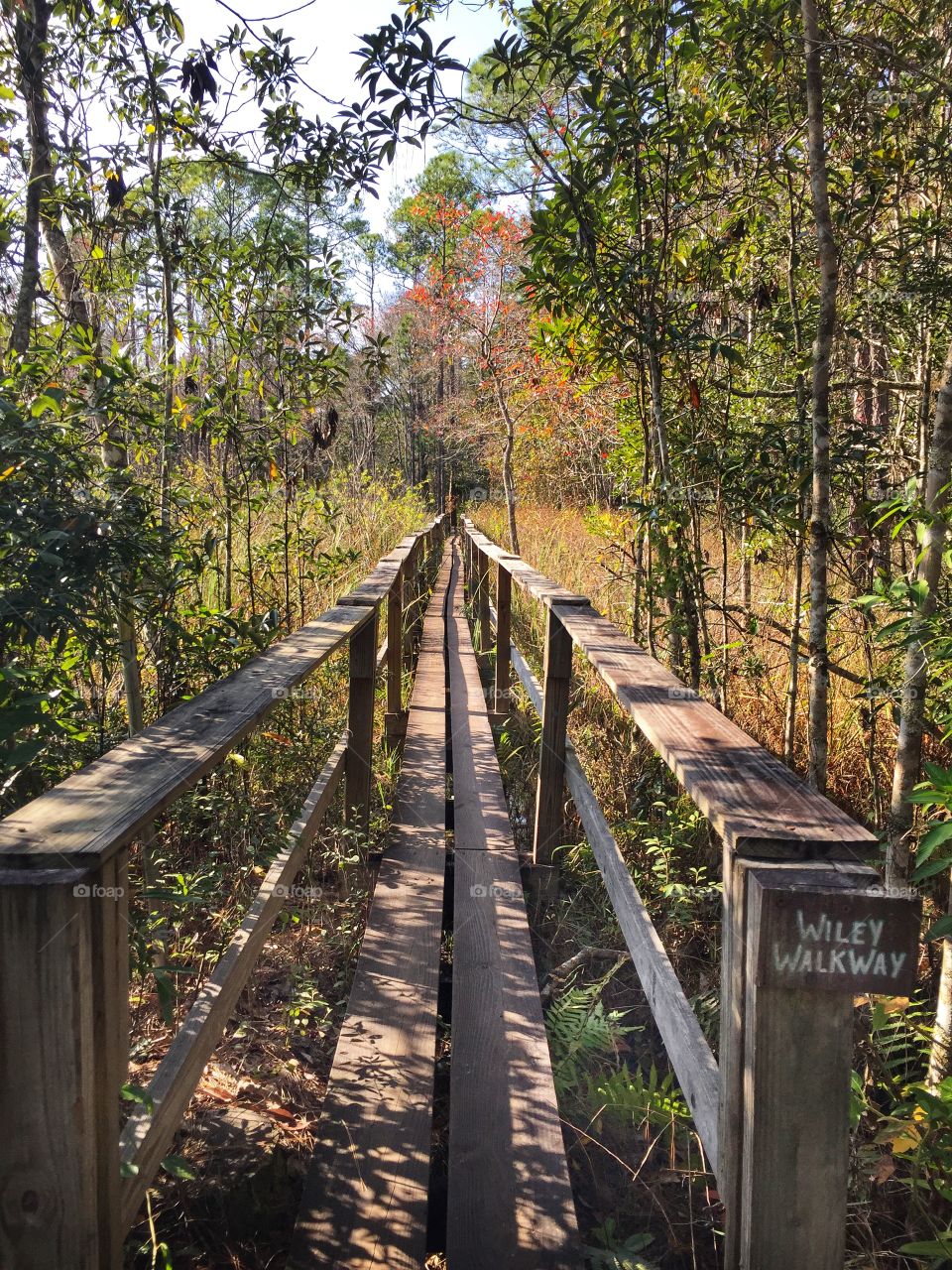 Rustic wooden boardwalk walkway trail hike into a beautiful natural wooded area
