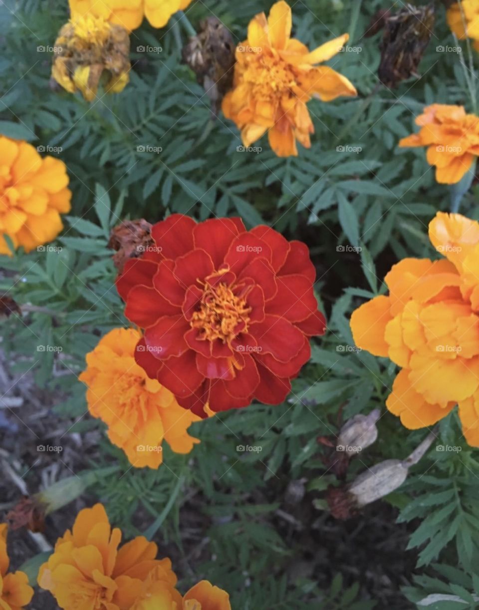 🌹 🇺🇸 Very beautiful flowers to brighten our day.  Live nature and its beauty. Did you like the delicate petals? / 🇧🇷 Flores muito bonitas para alegrar nosso dia. Viva a natureza e sua beleza. Gostaram das pétalas delicadas? 