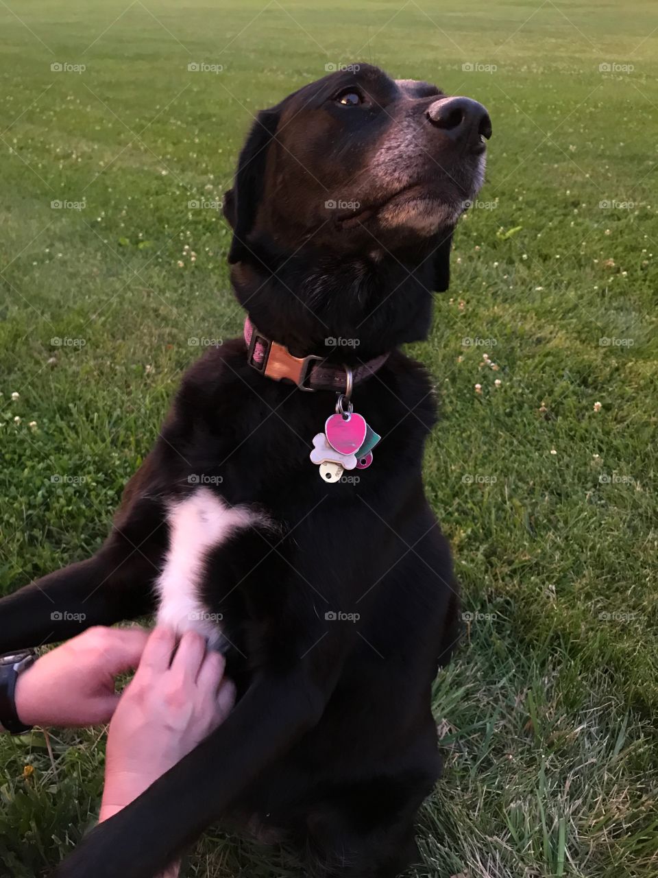 Black and white dog looks like a black bear