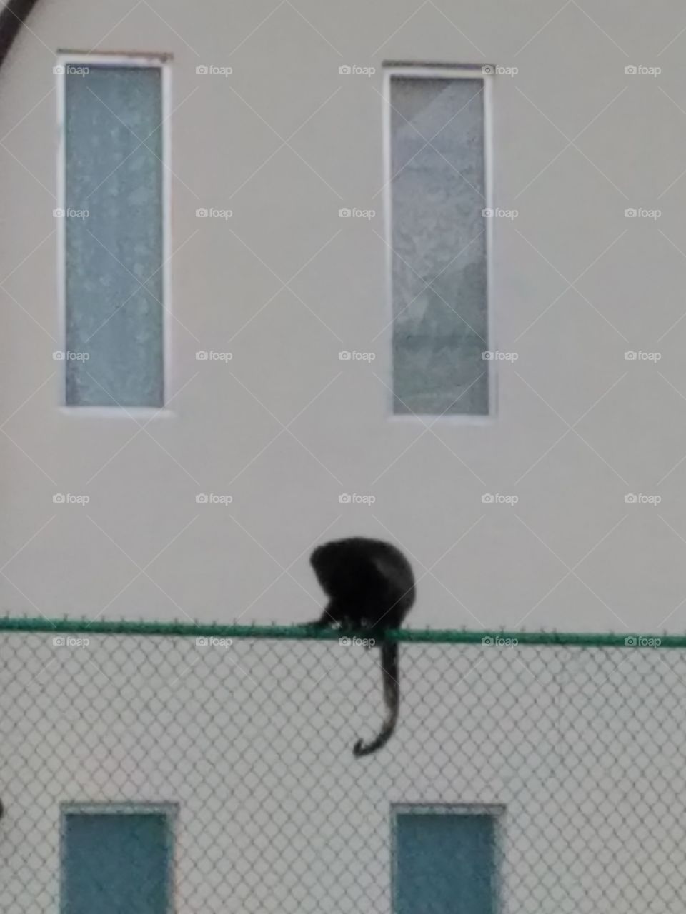 monkey on fence