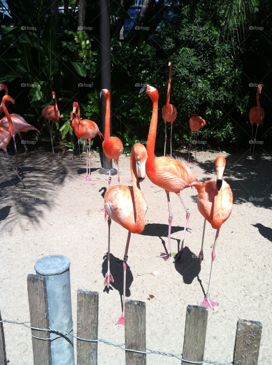 close birds zoo animals by hockeynumber28