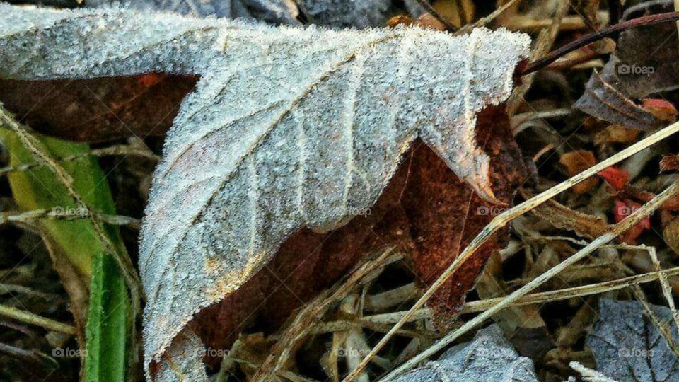 Frost covered fall leaf