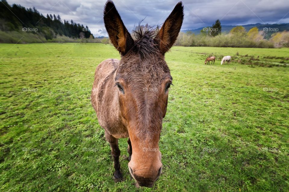 Portrait of horse on grassy field