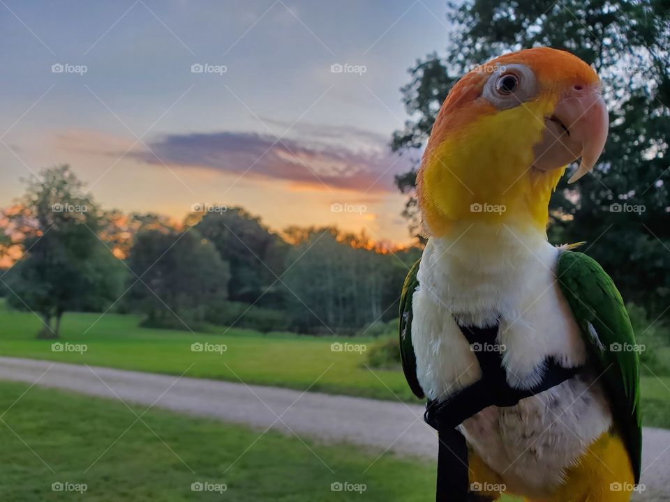 parrot sunset