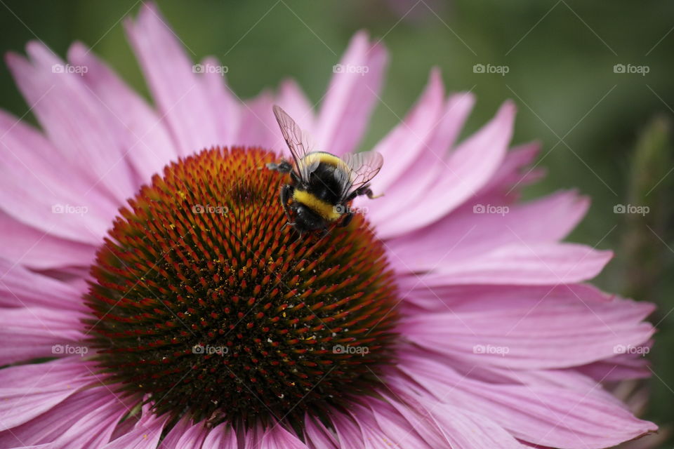 a bumblebee on a pink flower