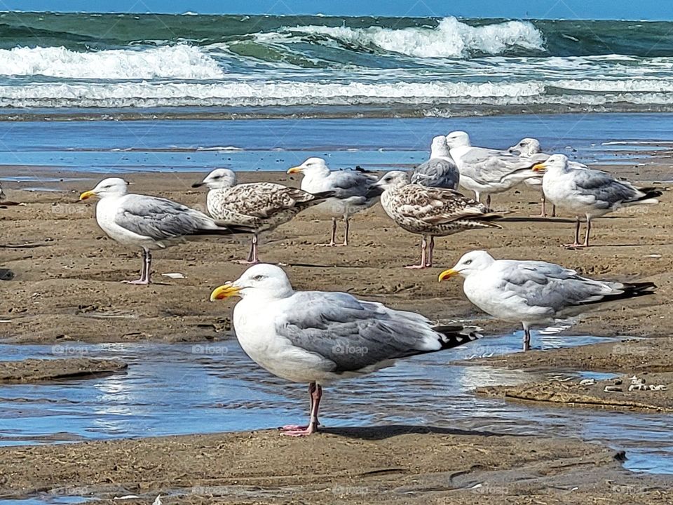 Seagulls on the beach