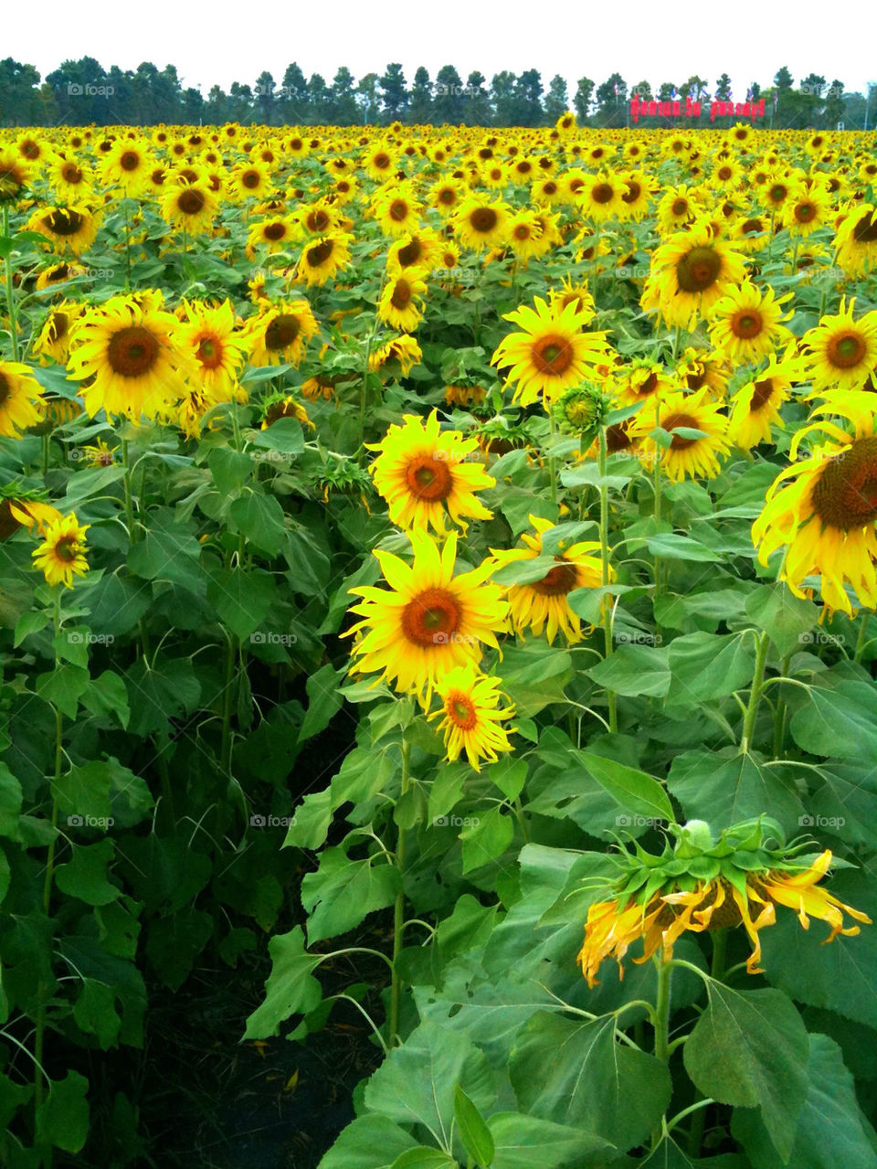 landscape field yellow flower by sonchai